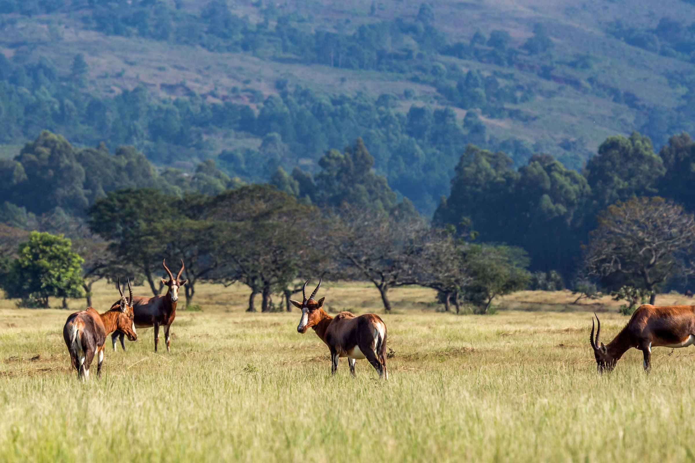 mlilwane wildlife sanctuary.webp